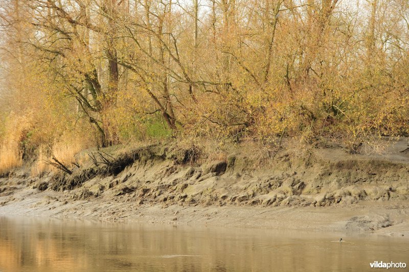 Oevererosie langs de Schelde