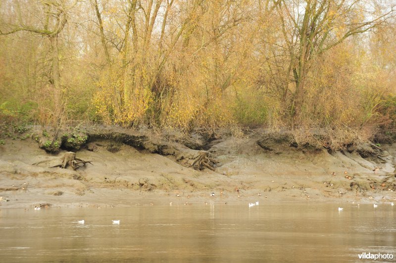 Oevererosie langs de Schelde