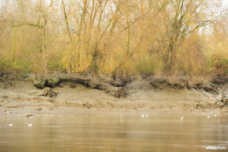 Oevererosie langs de Schelde