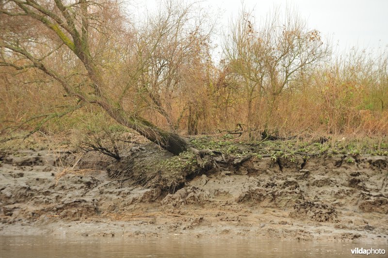 Oevererosie langs de Schelde