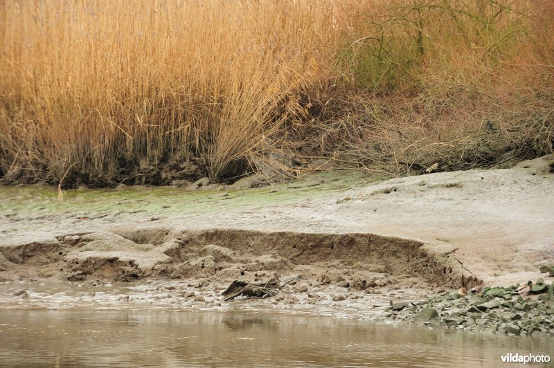 Oevererosie langs de Schelde