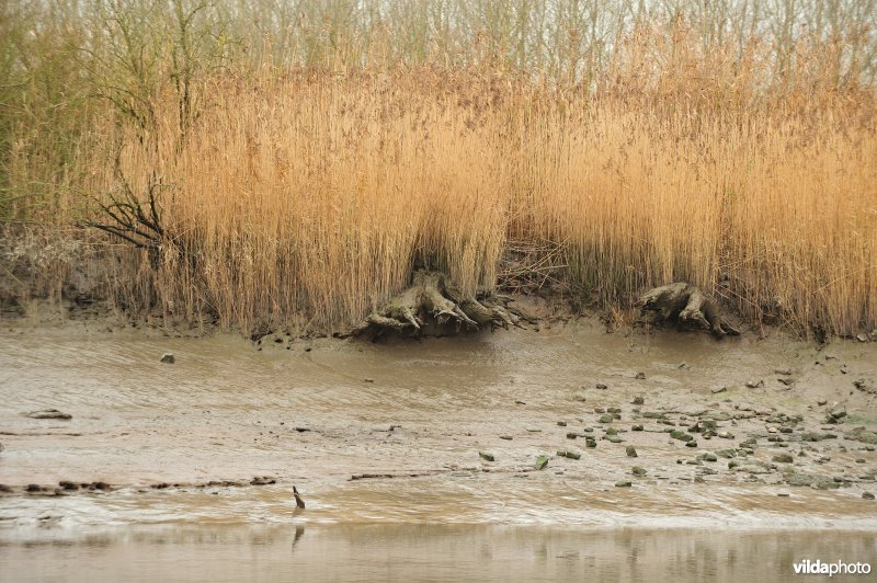 Oevererosie langs de Schelde