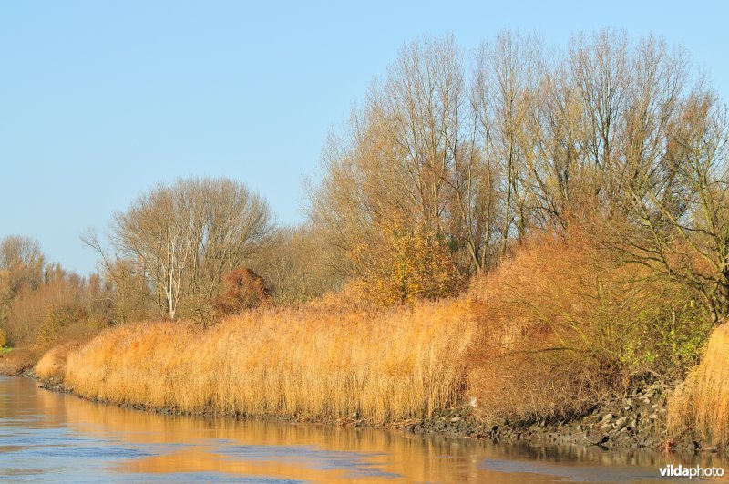 Riet op de Schelde oever