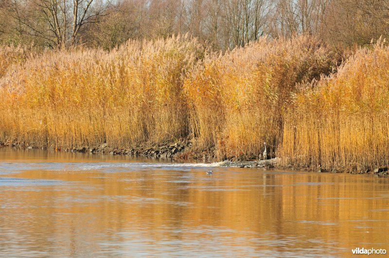 Riet op de Schelde oever