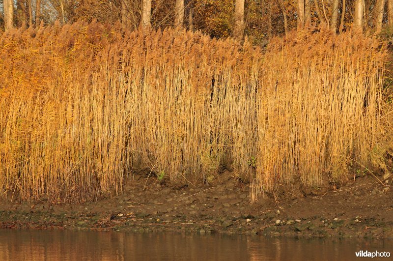 Riet op de Schelde oever