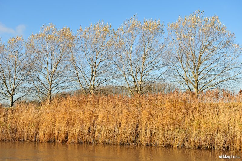 Riet op de Schelde oever