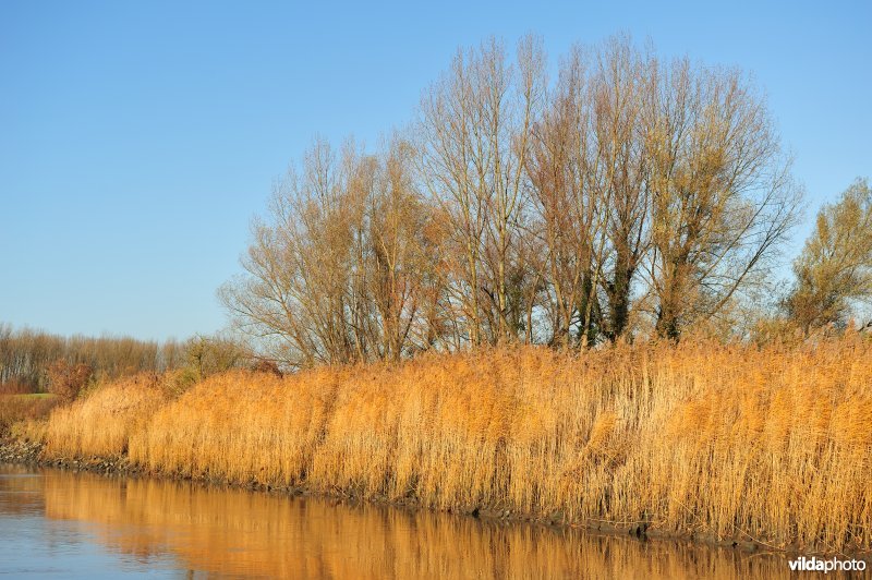 Riet op de Schelde oever