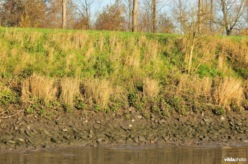 Steenstort op de Schelde oever