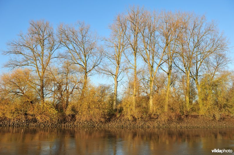 Steenstort en Populieren langs de Schelde