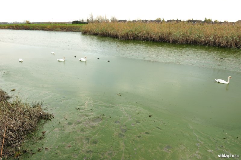 Dichtgeslibde Schelde