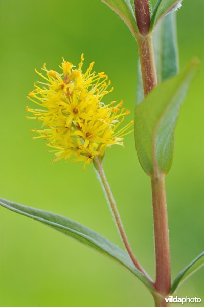 Bloem van moeraswederik