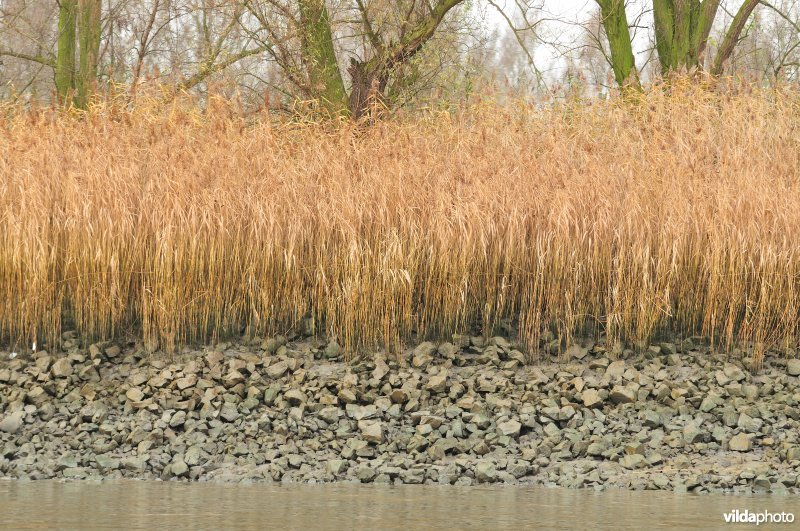 Schelde met steenstortoever