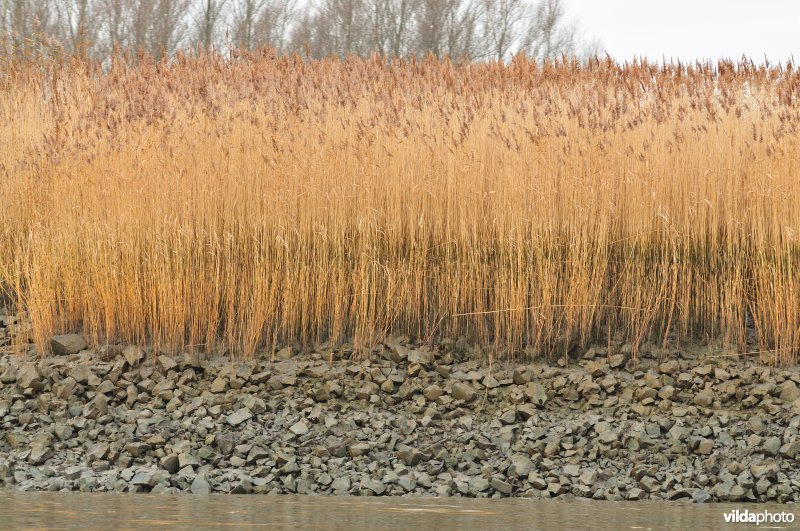 Schelde met steenstortoever