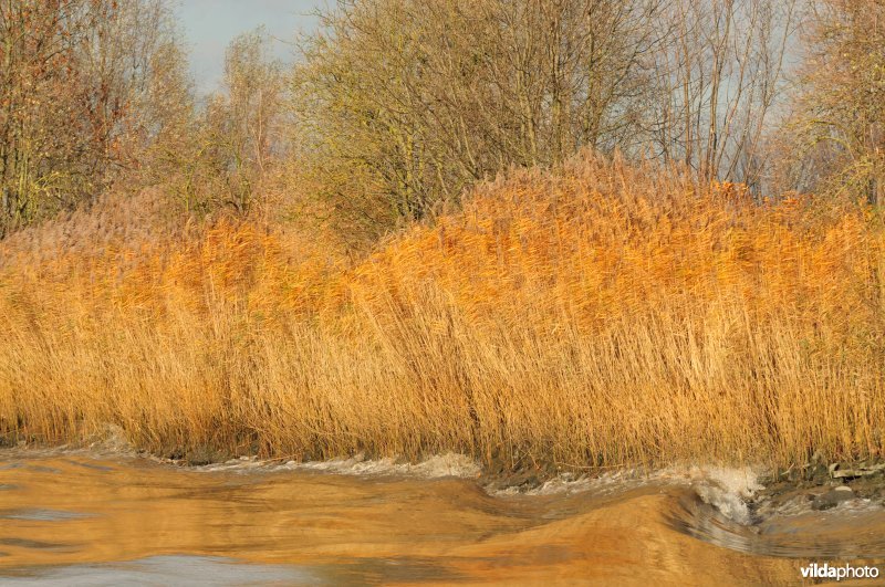Golfslag tegen rietkraag