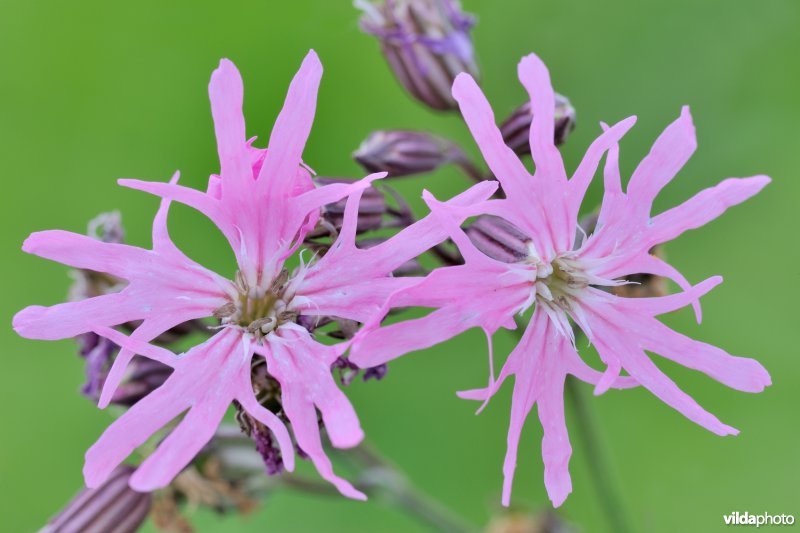 Echte koekoeksbloem