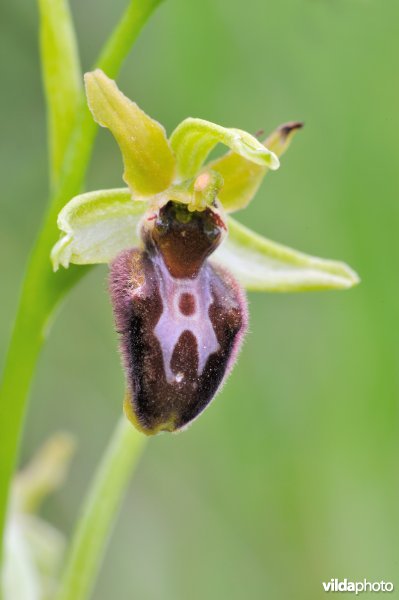 Spinnenorchis