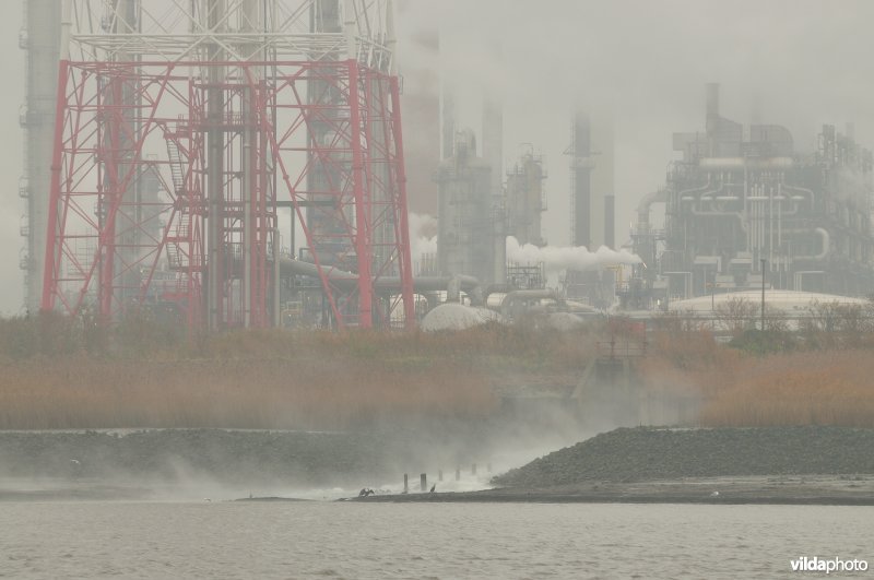 Zeeschelde in de Haven van Antwerpen
