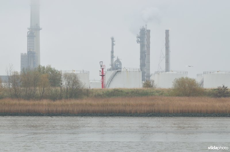 Zeeschelde in de Haven van Antwerpen