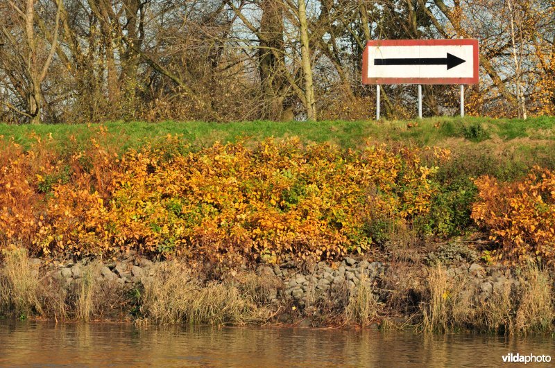 Japanse duizendknoop langs de Schelde