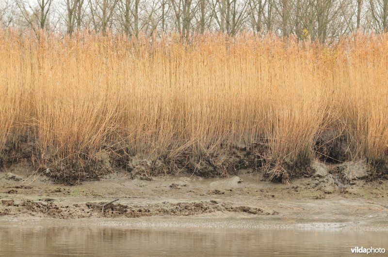 Erosie op de Scheldeschorren