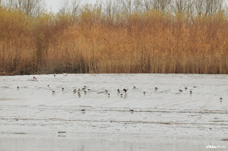 Kieviten op het Scheldeschor bij laagtij