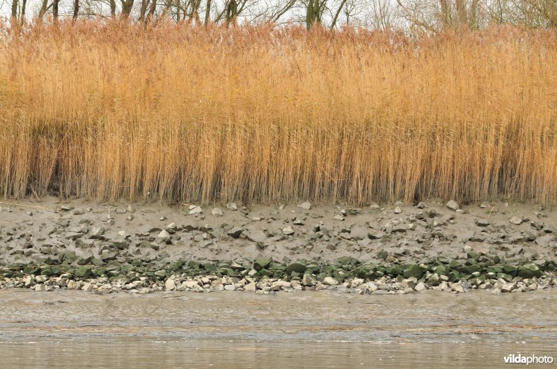 Steenstort en Riet op schor