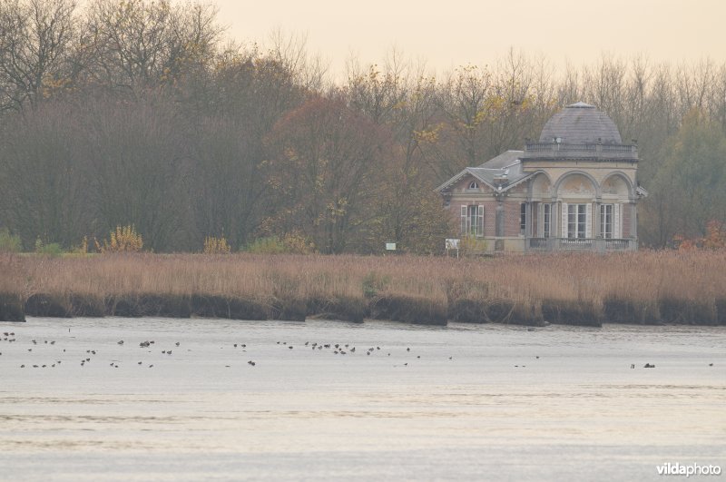 Wintervogels op Scheldeschorren
