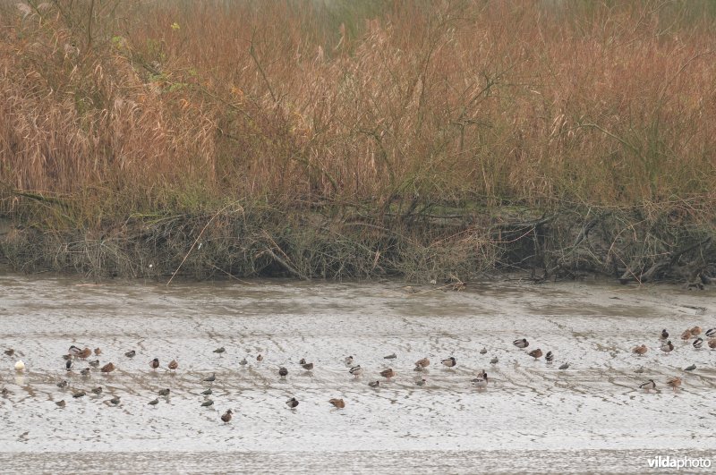 Wintervogels op Scheldeschorren