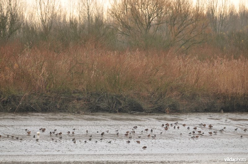 Wintervogels op Scheldeschorren
