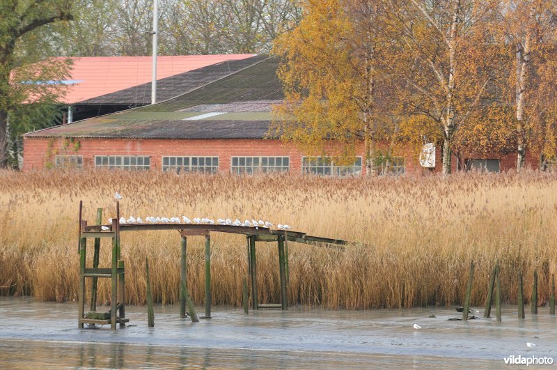 Schelde te Linkeroever