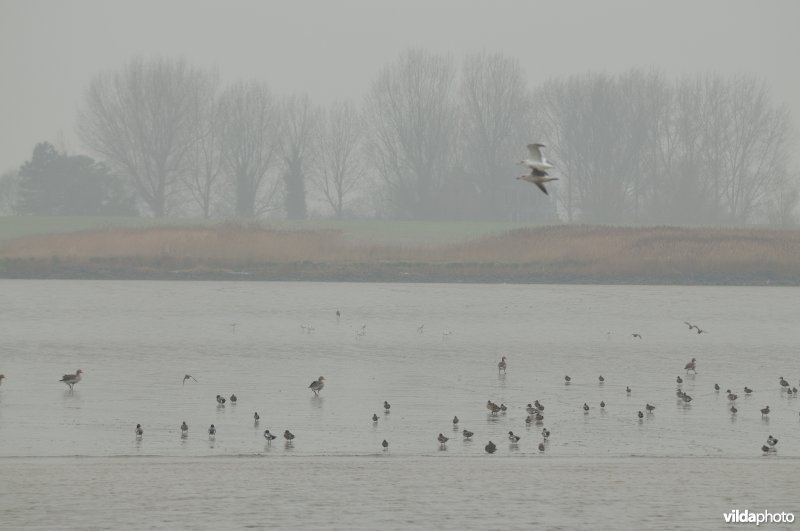 Wintervogels op het Paardenschor