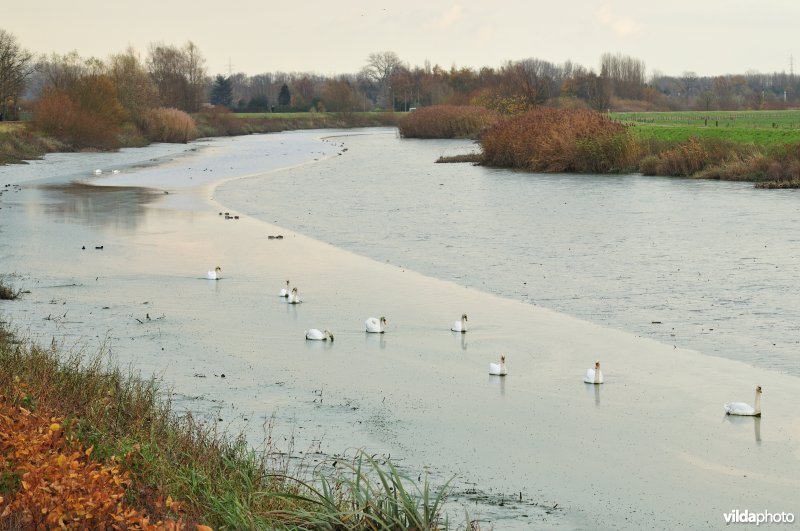 Dichtgeslibde Schelde te Sint-Amandsberg