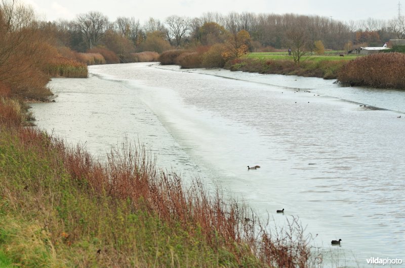 Dichtgeslibde Schelde te Sint-Amandsberg