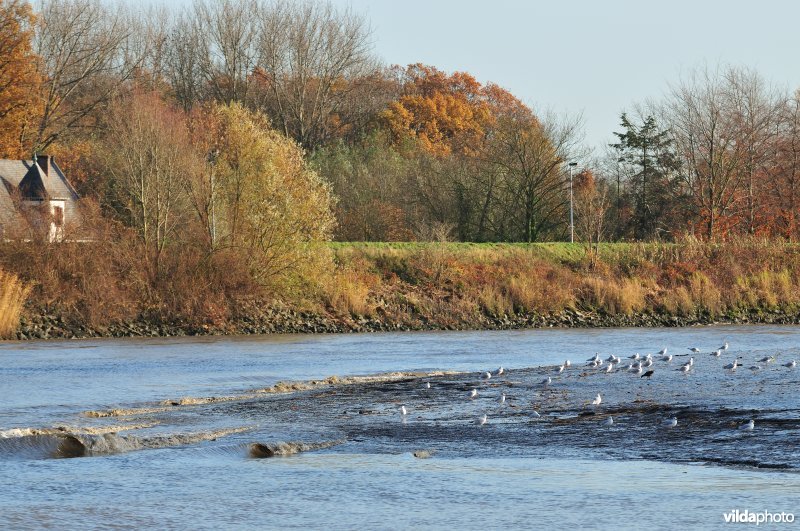 Scheldeschor van Uitbergen