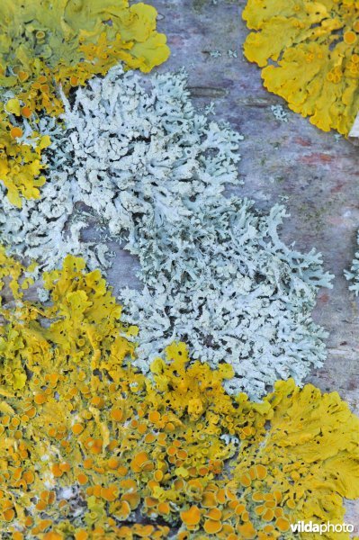 Xanthoria parietina (geel) en Physcia tenella (grijs)