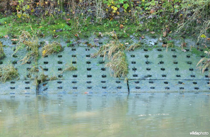 Betonnen Schelde oever