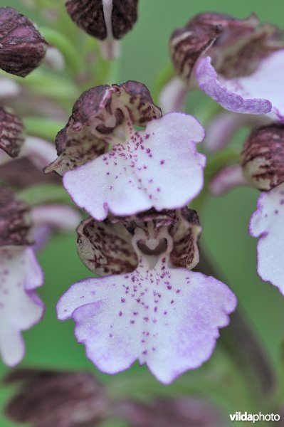 Purperorchis