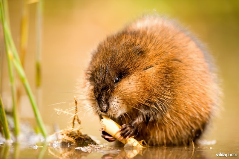 Muskusrat
