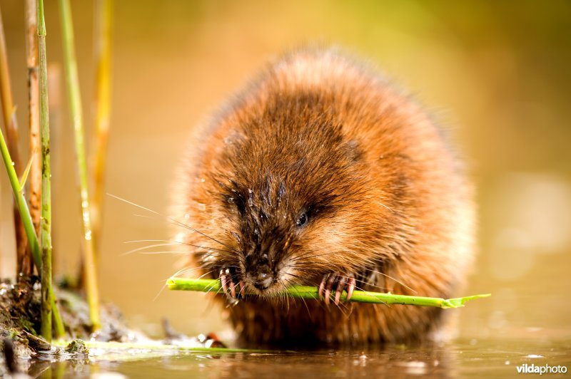 Muskusrat eet rietstengel