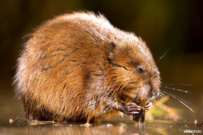 Muskusrat