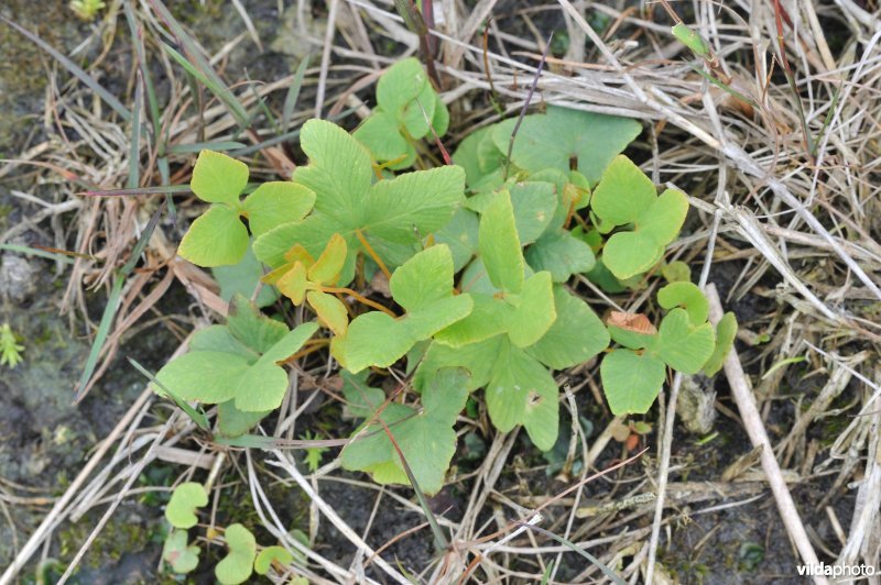 Kiemplantje van Koningsvaren