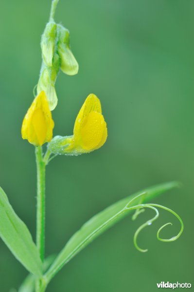 Veldlathyrus