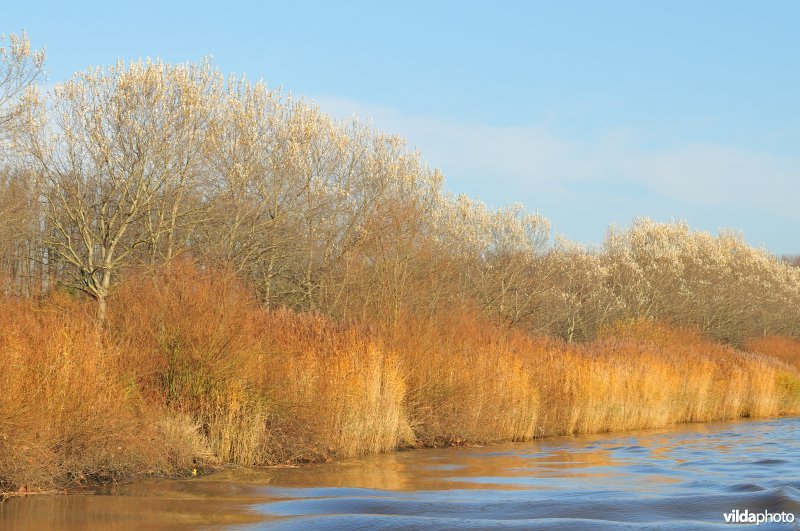 Riet langs de oevers van de Schelde