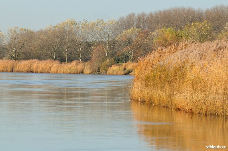 Riet langs de oevers van de Schelde