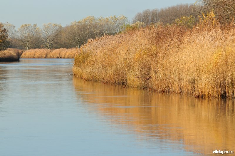 Riet langs de oevers van de Schelde