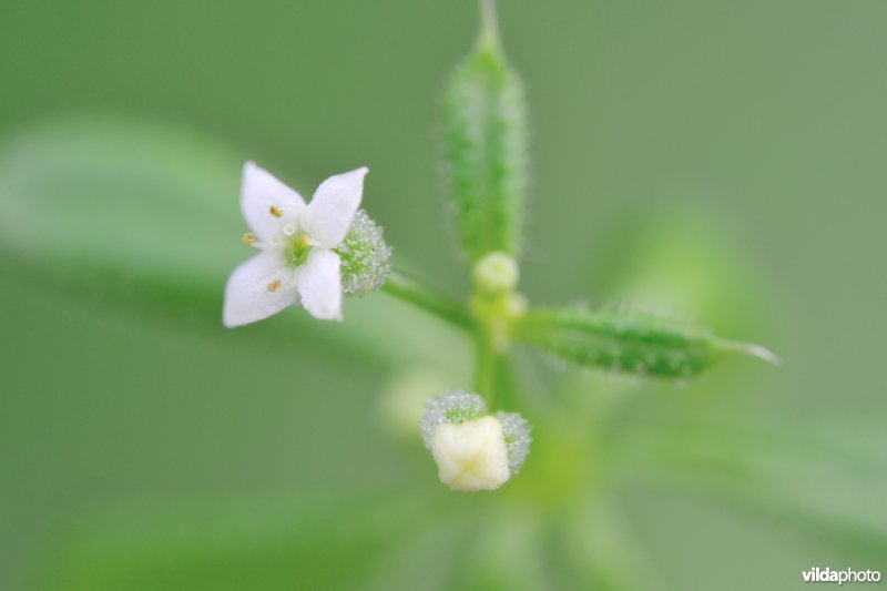 Kleefkruid