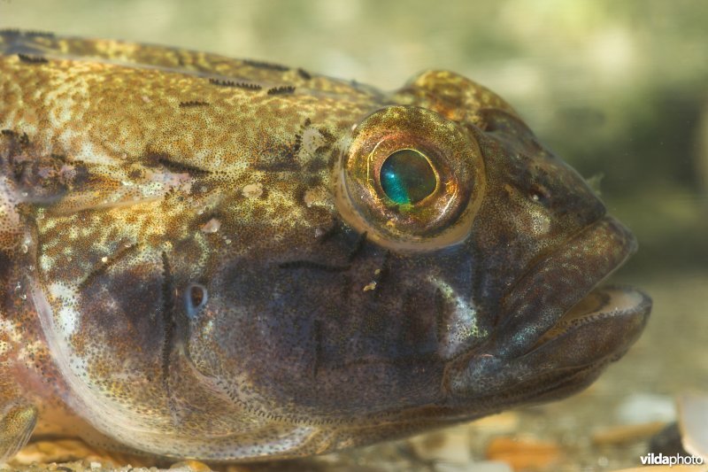 Zwarte grondel