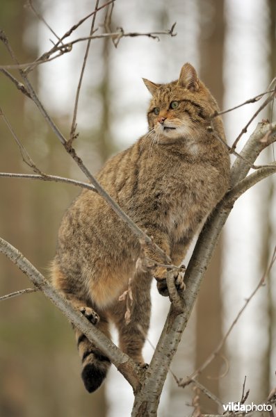 Wilde kat in een boom