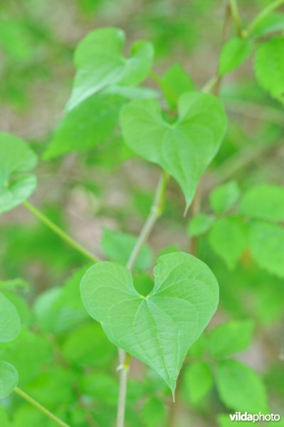 Blad van Spekwortel