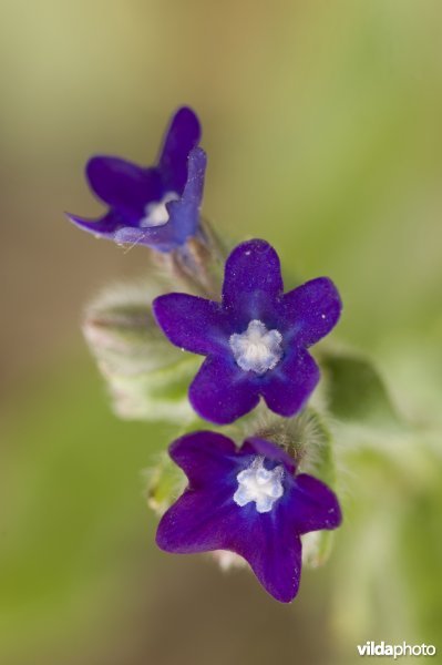Drie blauwe bloemen van Gewone ossentong